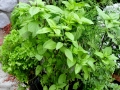 2Herbs