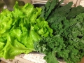 Lettuce 1